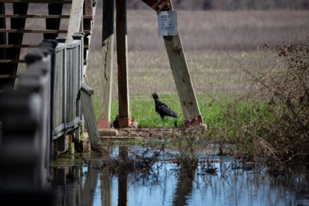 Foto de "Buitre negro cerca de un estanque" - Imagen libre de derechos
