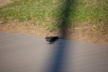 Foto de "Male Brown-Headed Cowbird Eating" - Imagen libre de derechos