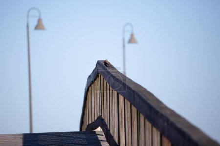 Foto de "Pair of Brown-Headed Cowbirds on a Bridge" - Imagen libre de derechos