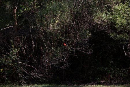 Téléchargez les photos : "Cardinal mâle perché dans un arbuste" - en image libre de droit