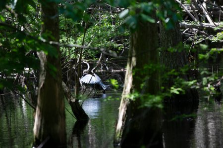 Téléchargez les photos : View of the beautiful heron bird in the natural habitat - en image libre de droit