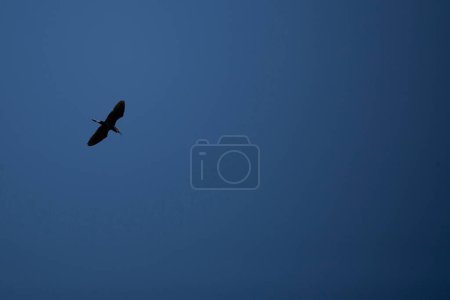 Téléchargez les photos : "Little Blue Heron in Flight" - en image libre de droit