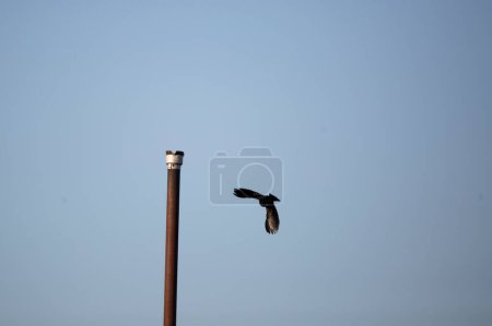 Foto de "Pájaro negro alado rojo macho
" - Imagen libre de derechos