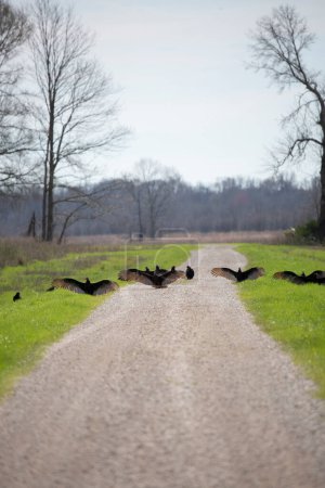 Foto de "Territorial Flock of Vultures" - Imagen libre de derechos