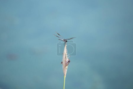 Photo for Skimmer Dragonfly close up - Royalty Free Image