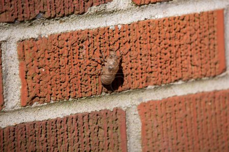 Téléchargez les photos : Bug sur le mur de brique rouge - en image libre de droit