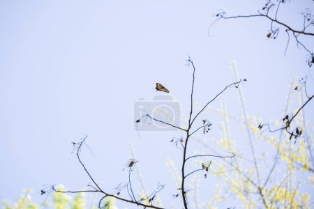 Foto de "Tigre oriental cola de golondrina mariposa en vuelo" - Imagen libre de derechos