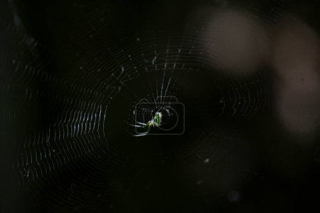 Foto de Venusta Orchard Spider de cerca - Imagen libre de derechos