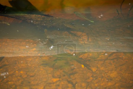 Photo for Bluegill Sunfish close up - Royalty Free Image