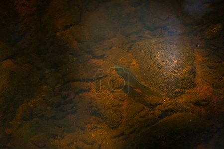 Photo for Fish Swimming close up - Royalty Free Image