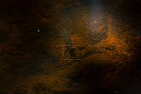Photo for Fish Swimming close up - Royalty Free Image