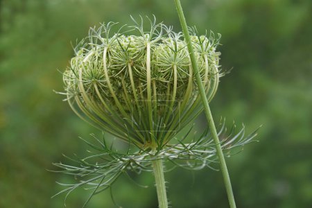 Photo for "Close-up image of Wild carrot flowers" - Royalty Free Image