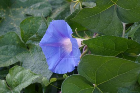 Foto de "Close-up image of Ivy-leaved morning glory flower" - Imagen libre de derechos