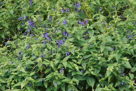 Téléchargez les photos : "Blue anise sage flowers" - en image libre de droit