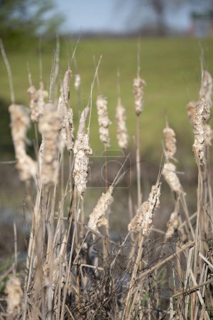 Photo for Swamp Bulrushes close up - Royalty Free Image