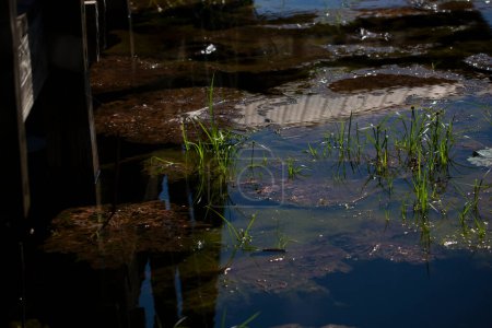 Téléchargez les photos : "Plants in a Lake" - en image libre de droit