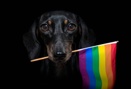 Téléchargez les photos : Gay pride chien gros plan - en image libre de droit