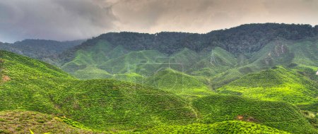 Photo for Malaysia nature scenic view - Royalty Free Image