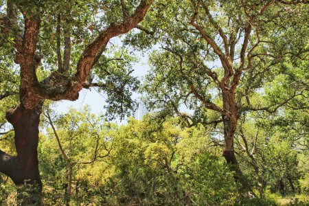 Téléchargez les photos : "Cork oak forest in Arrabida Mountains" - en image libre de droit