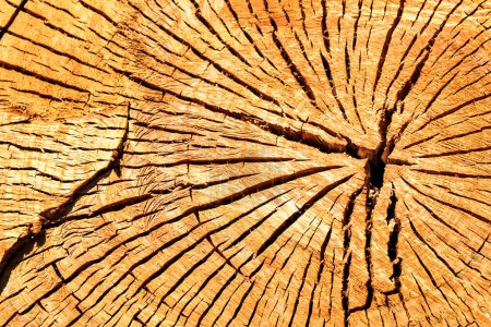Photo for "Cut tree trunk ring texture" - Royalty Free Image