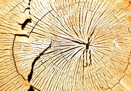 Téléchargez les photos : "Cut tree trunk ring texture" - en image libre de droit
