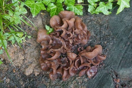 Photo for Close-up shot of Wood ear mushrooms - Royalty Free Image