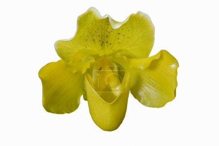 Foto de Venus Zapatilla de flores. Hermoso fondo floral - Imagen libre de derechos