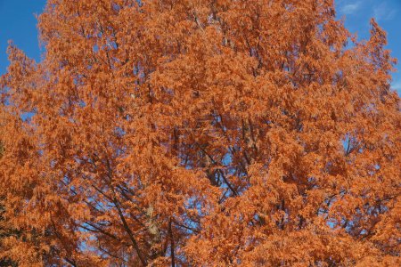 Photo for National Dawn redwood trees in autumn. - Royalty Free Image