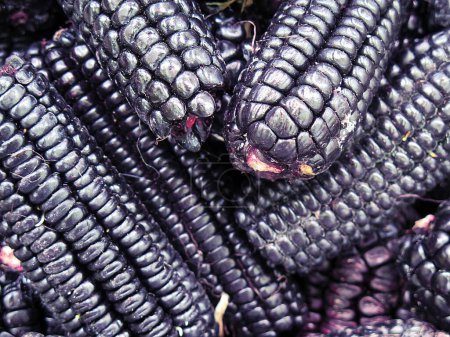 Foto de Pila de maíz morado peruano - Imagen libre de derechos
