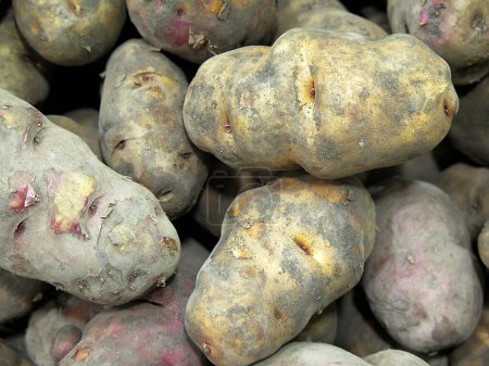 Téléchargez les photos : Pommes de terre péruviennes, vue rapprochée - en image libre de droit
