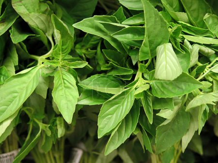 Photo for Fresh basil background, close-up view - Royalty Free Image
