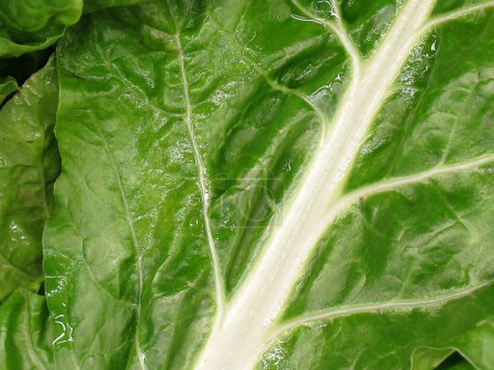 Photo for Bunch of Spinach, close-up view - Royalty Free Image
