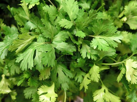 Photo for Fresh parsley, close-up view - Royalty Free Image