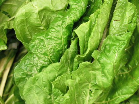 Photo for Bunch of Spinach, close-up view - Royalty Free Image