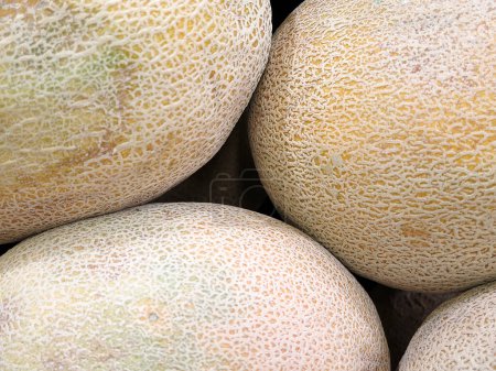 Photo for Yellow melon background view - Royalty Free Image