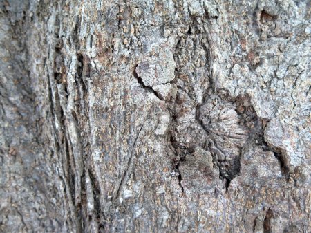 Téléchargez les photos : "Écorce de tronc d'arbre sur fond de nature - en image libre de droit