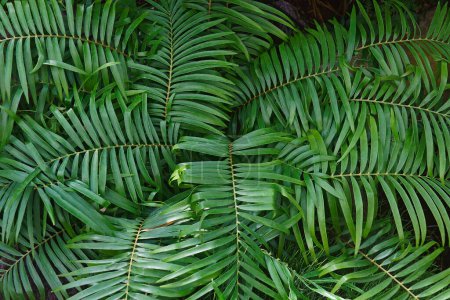 Photo for Coontie cycad background view - Royalty Free Image