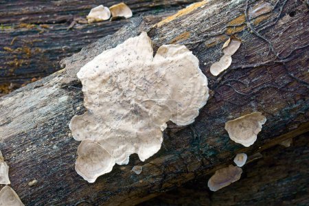 Téléchargez les photos : Parchemin soyeux vue de fond de champignon - en image libre de droit