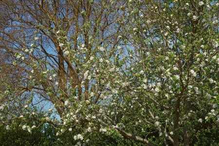Foto de "Roxbury russet apple tree in blosssom." - Imagen libre de derechos