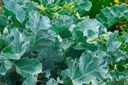 Photo for Sea kale plant background view - Royalty Free Image