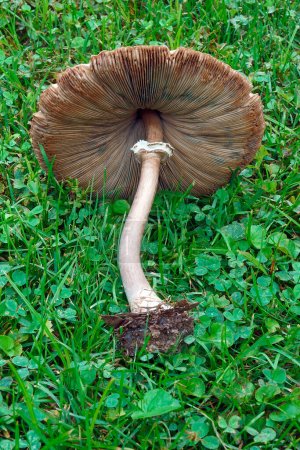 Photo for Mushroom in the forest - Royalty Free Image