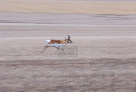 Photo for Pronghorn Antelope Saskatchewan background view - Royalty Free Image