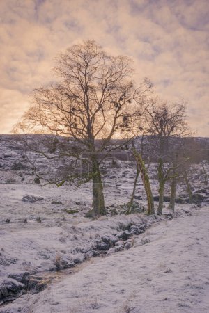 Foto de Bjdnalia y los árboles en invierno en el fondo de la naturaleza - Imagen libre de derechos