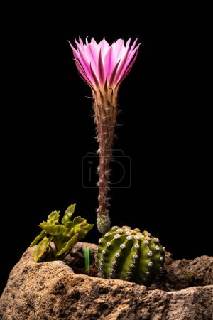 Téléchargez les photos : Domino Cactus Flower. Beau fond floral - en image libre de droit