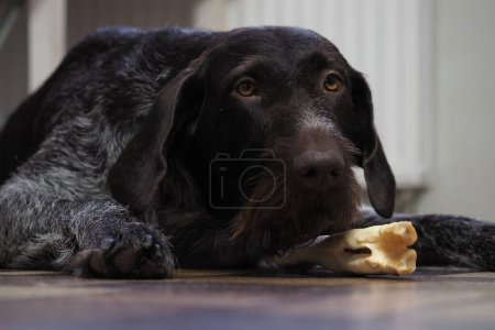 Photo for A treat for a purebred hunting dog. Pet food from the pet store. - Royalty Free Image