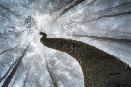 Foto de Árboles vistos desde abajo, temporada de invierno - Imagen libre de derechos
