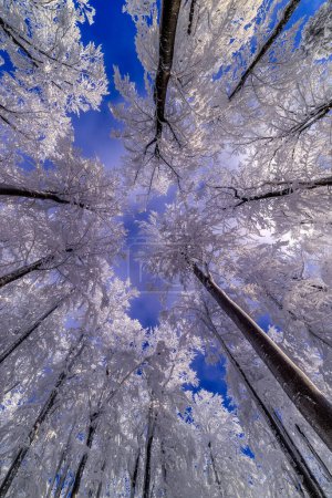 Téléchargez les photos : Vue sur les couronnes d'hiver arbres - en image libre de droit