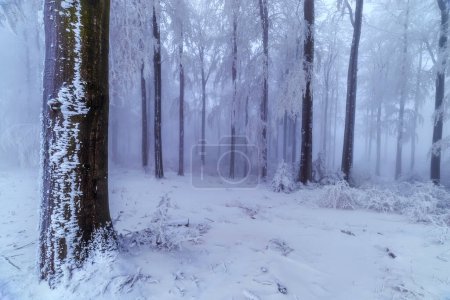Téléchargez les photos : Hêtres couverts de neige en hiver - en image libre de droit