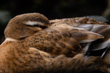Téléchargez les photos : Vue rapprochée d'un bel oiseau - en image libre de droit