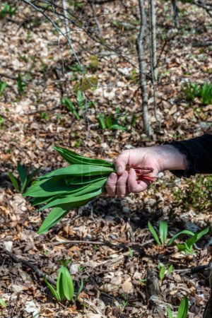 Photo for A bunch of cut wild garlic in hand - Royalty Free Image